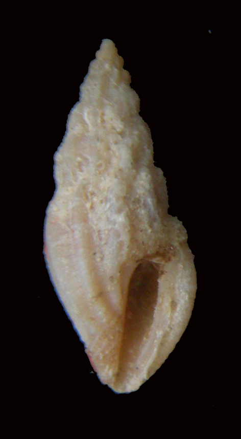 mangelia